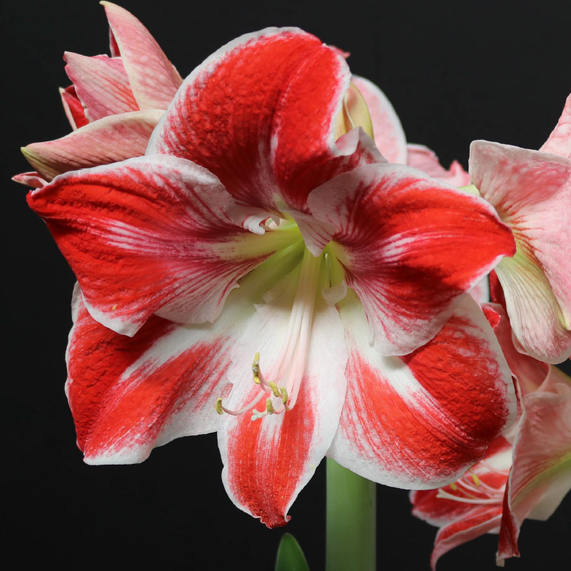 Amaryllis gestreept (Keukenhof)