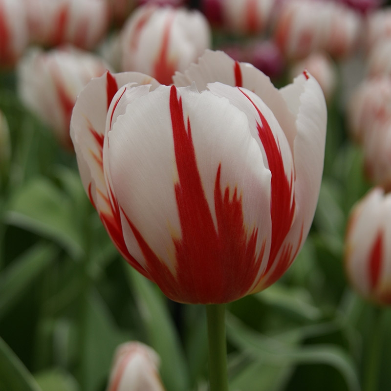 Tulpe Happy Generation®