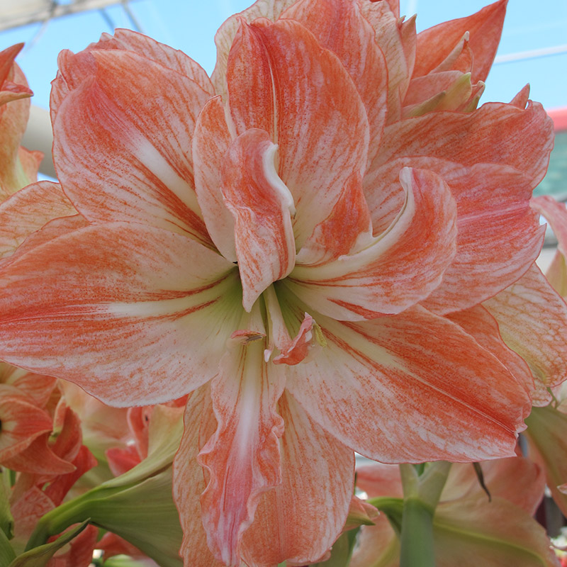 Amaryllis-Lady-Jane