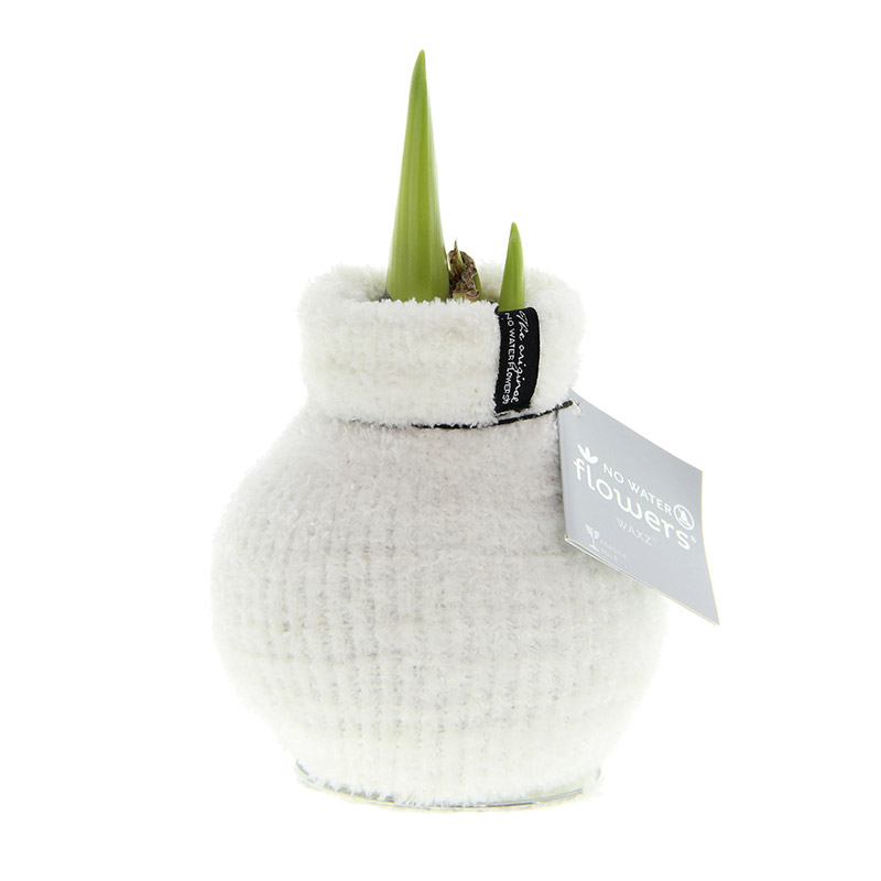 Amaryllis in Wachs Fashionz Cozy Fluffy Weiß