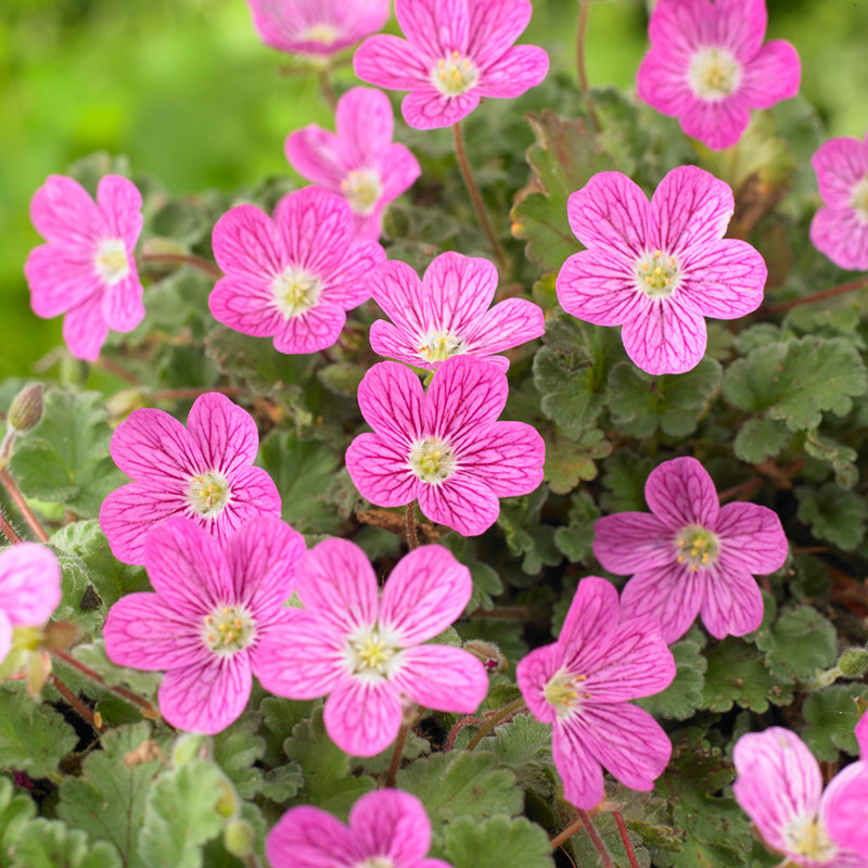 Reiherschnabel (Erodium) 'Bishop's Form'