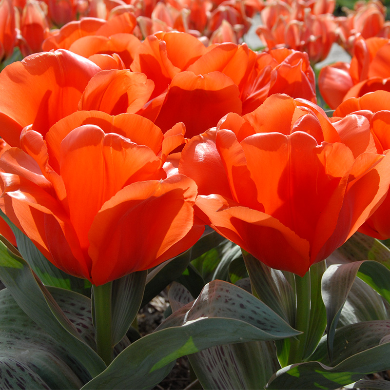 Tulpe Giant Orange Sunrise