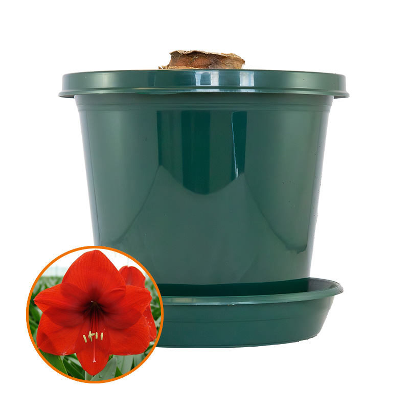Amaryllis Red Lion im Zuchttopf in Geschenkbox