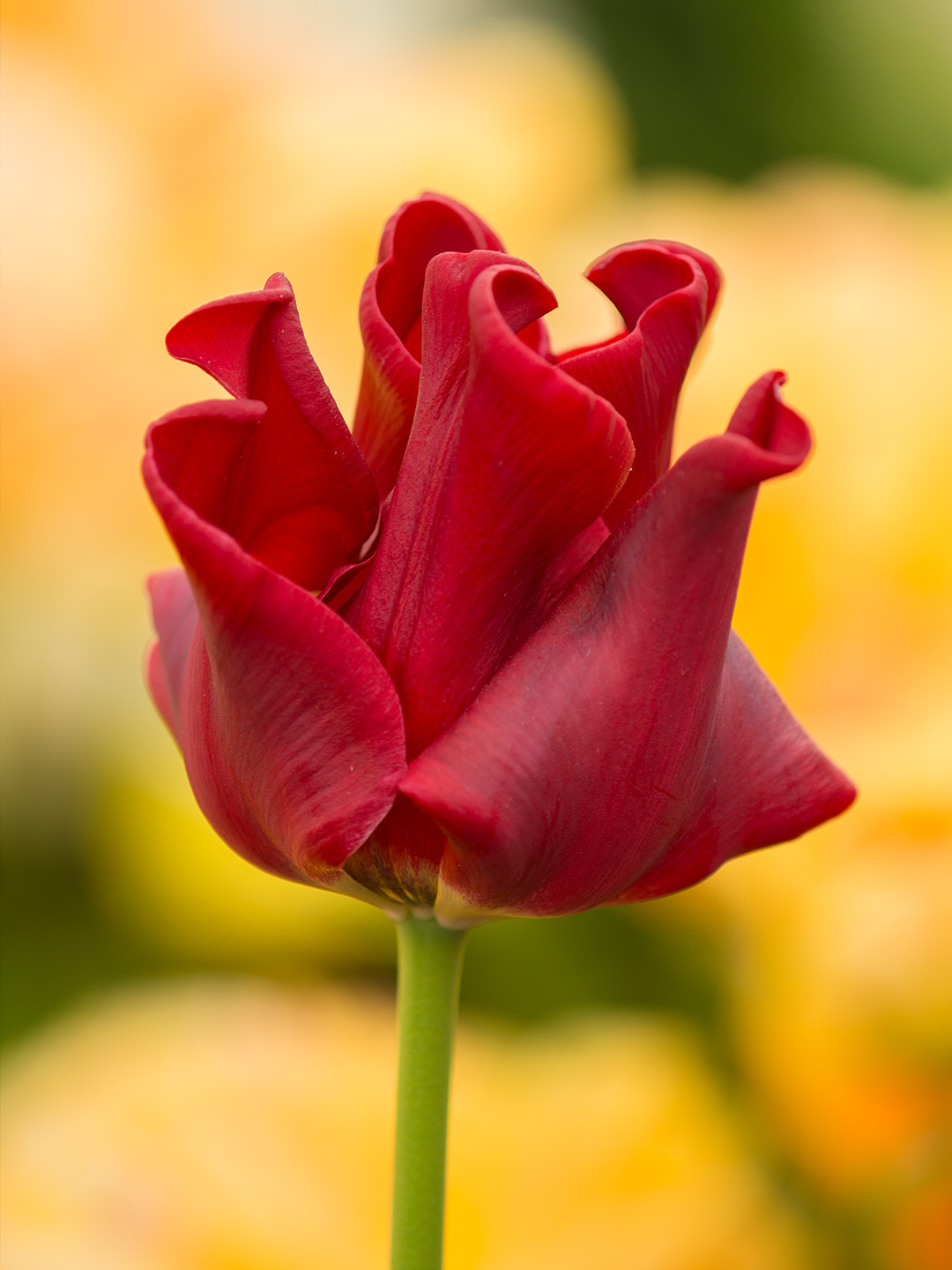 Tulpe Red Dress