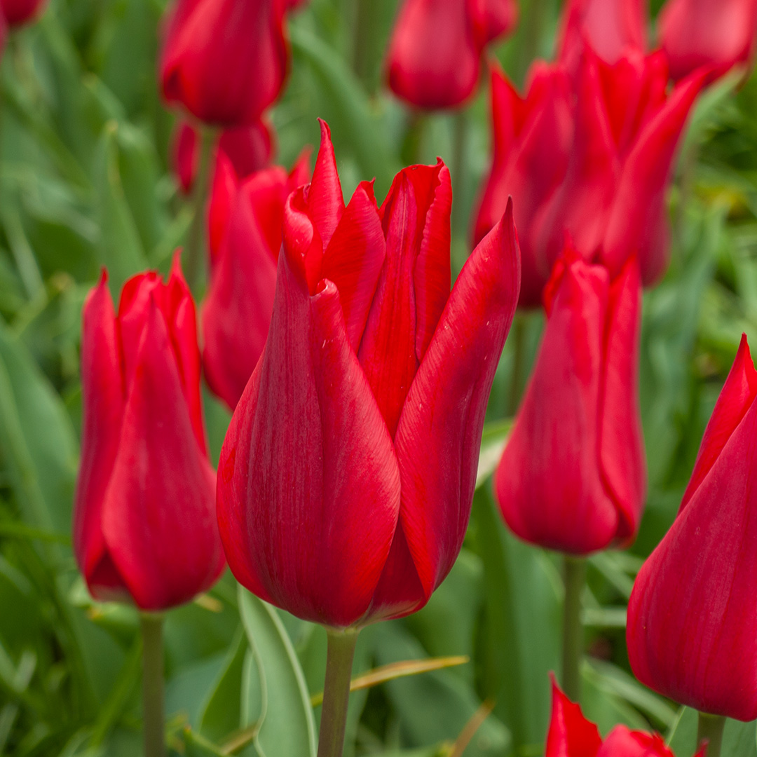 Tulpe Pieter de Leur