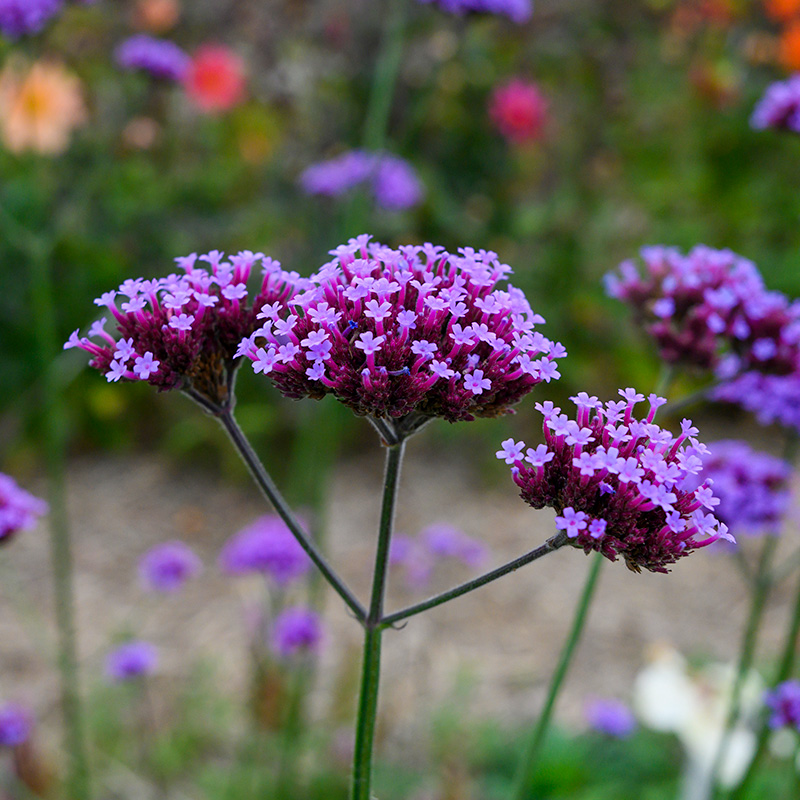 Patagonisches Eisenkraut (Verbena bonariensis)