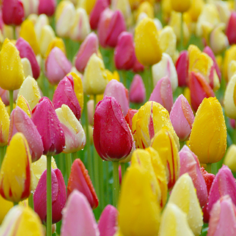 Spätblühende Tulpenmischung