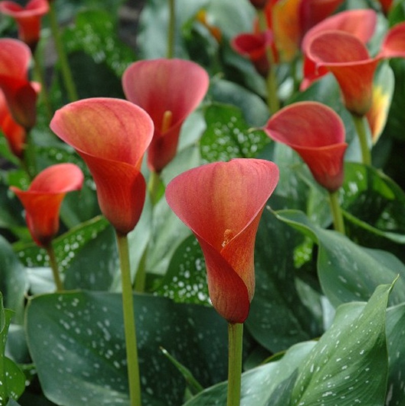 Calla Red Charm®