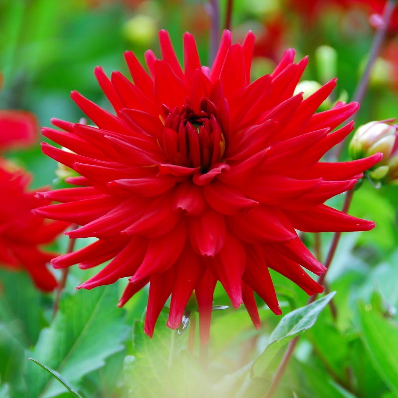 Dahlie Red Pygmy