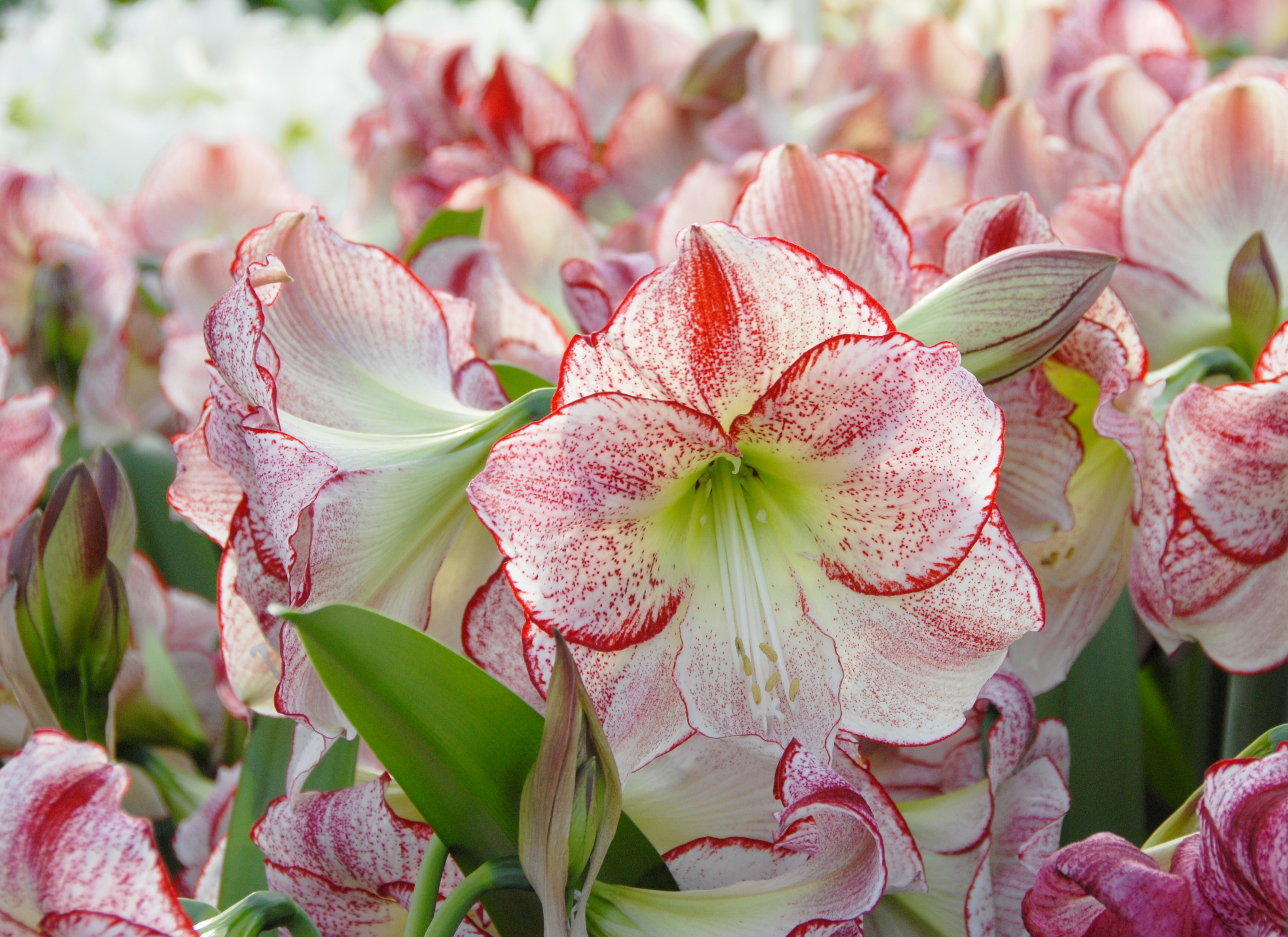 Amaryllis Flamenco Queen®