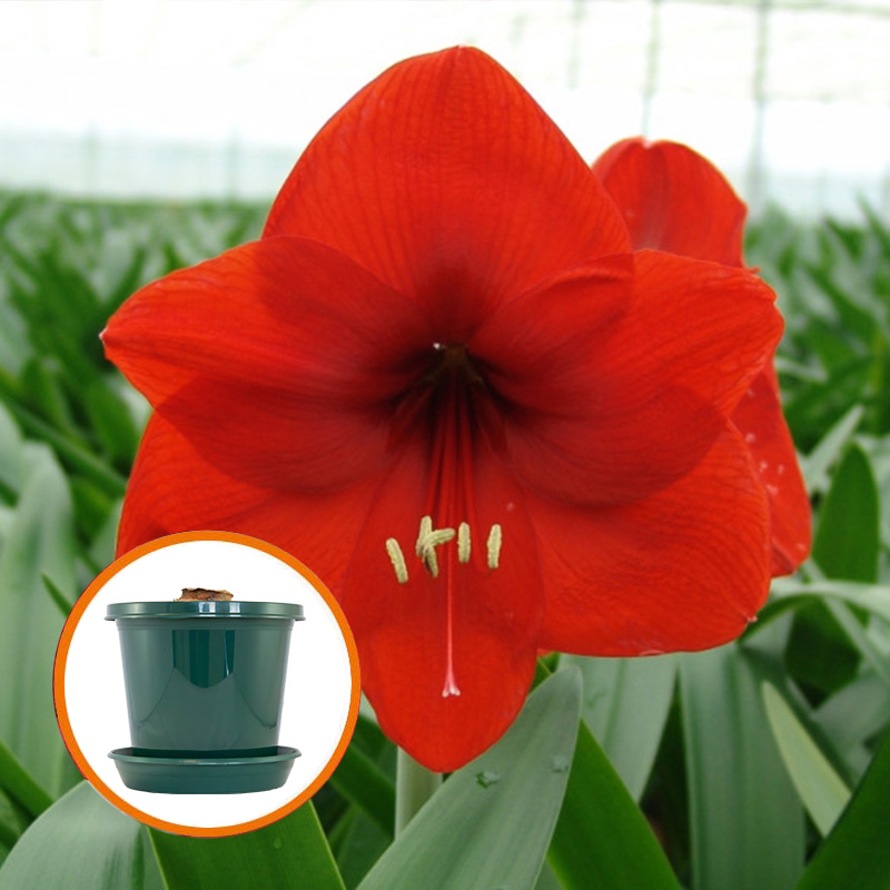 Amaryllis Red Lion im Zuchttopf in Geschenkbox