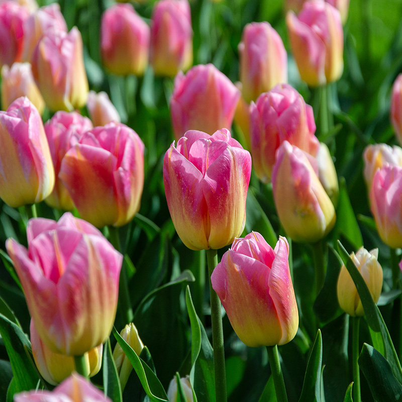 2012-Tulipa-Tom-Pouce-02