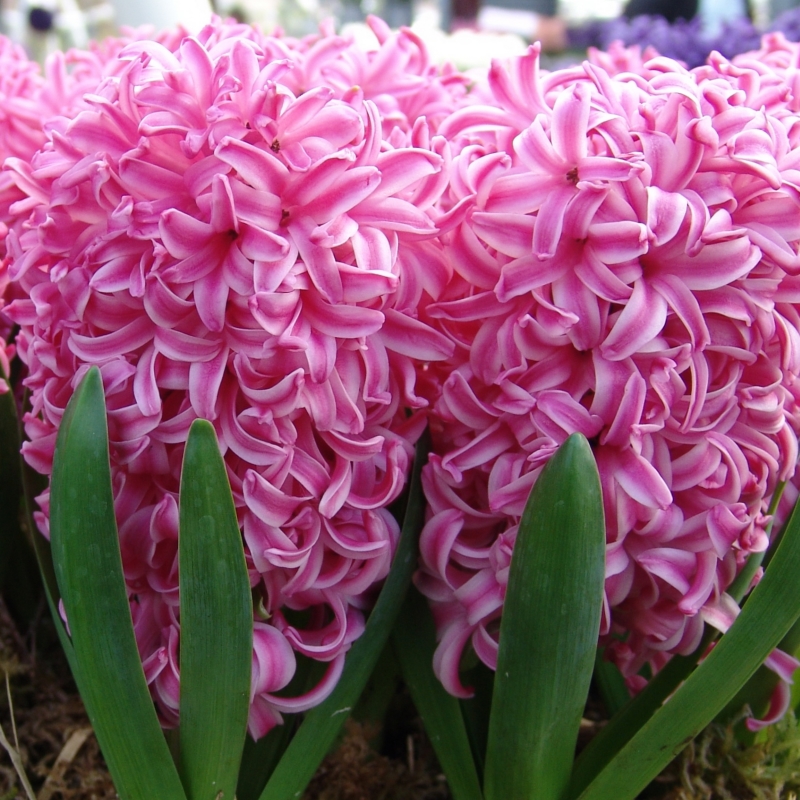Hyazinthen Pink Pearl
