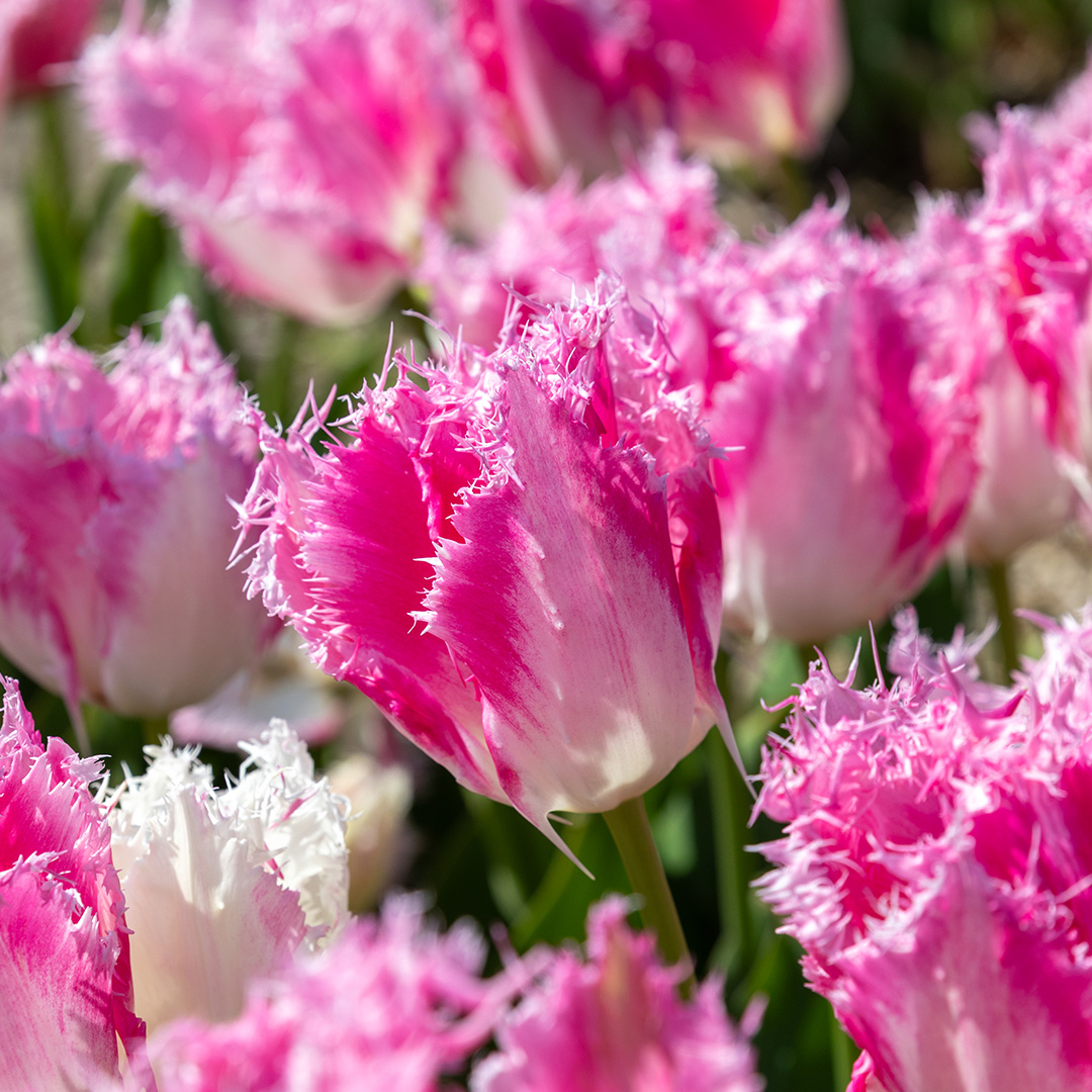 Tulpe Drakensteyn
