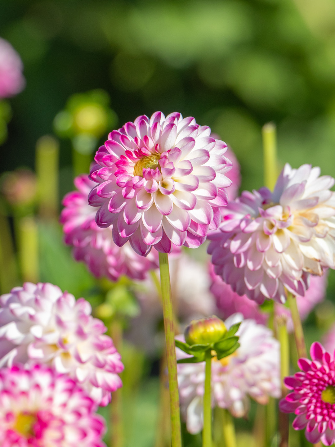 Dahlie Pink Isa®