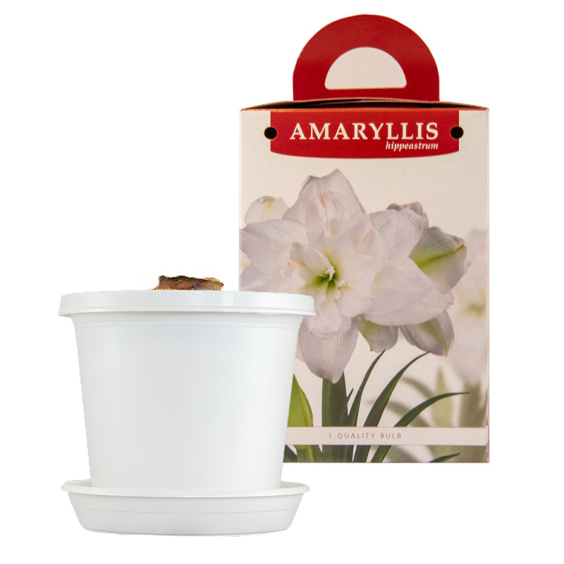 Amaryllis Marilyn® im Zuchttopf in Geschenkverpackung
