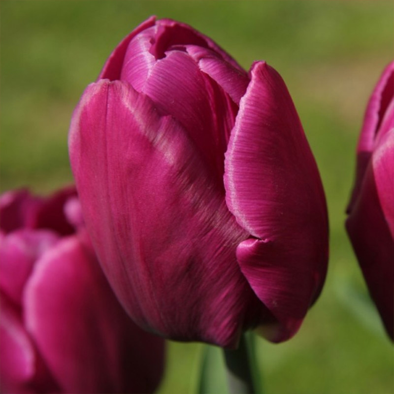 Großpackung Tulpen Purple Prince®