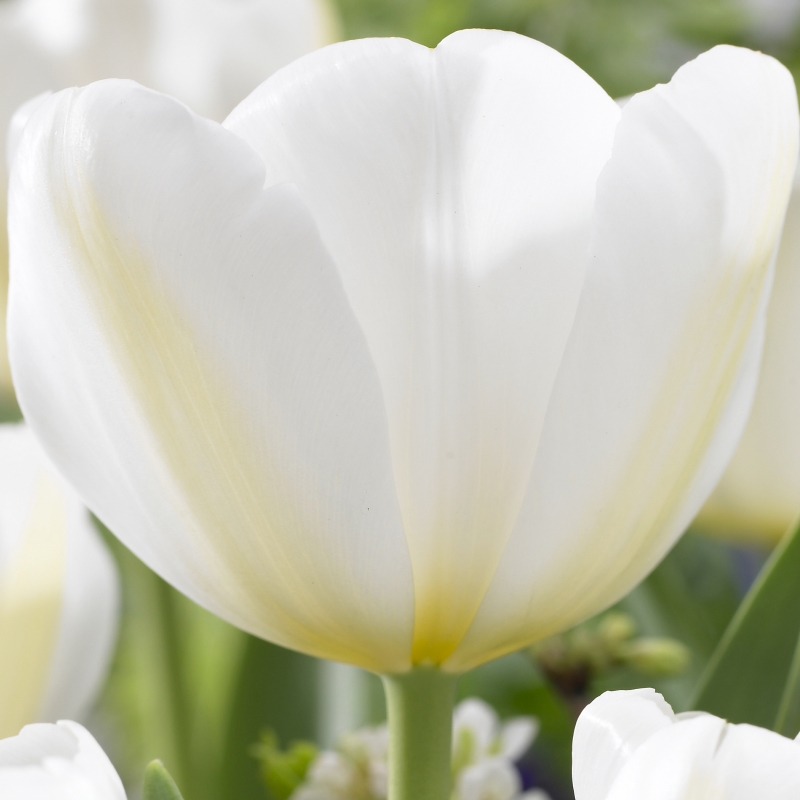 Tulpe Angels Wish