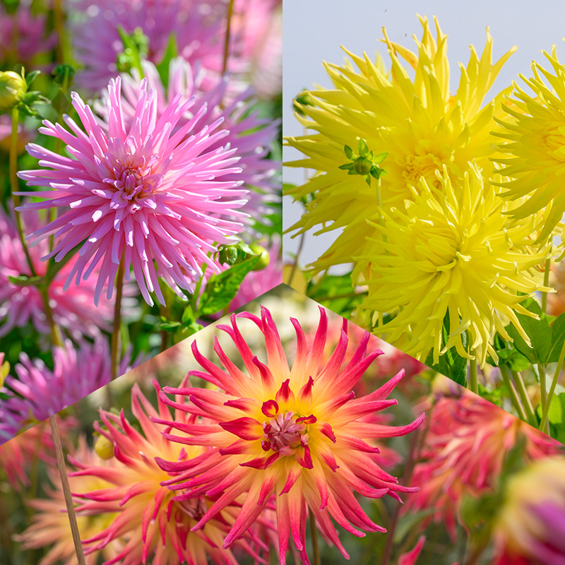 Kaktusdahlien Mischung „Fireworks“
