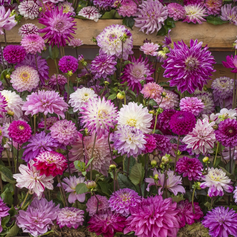 Cerise Dahlien Mischung
