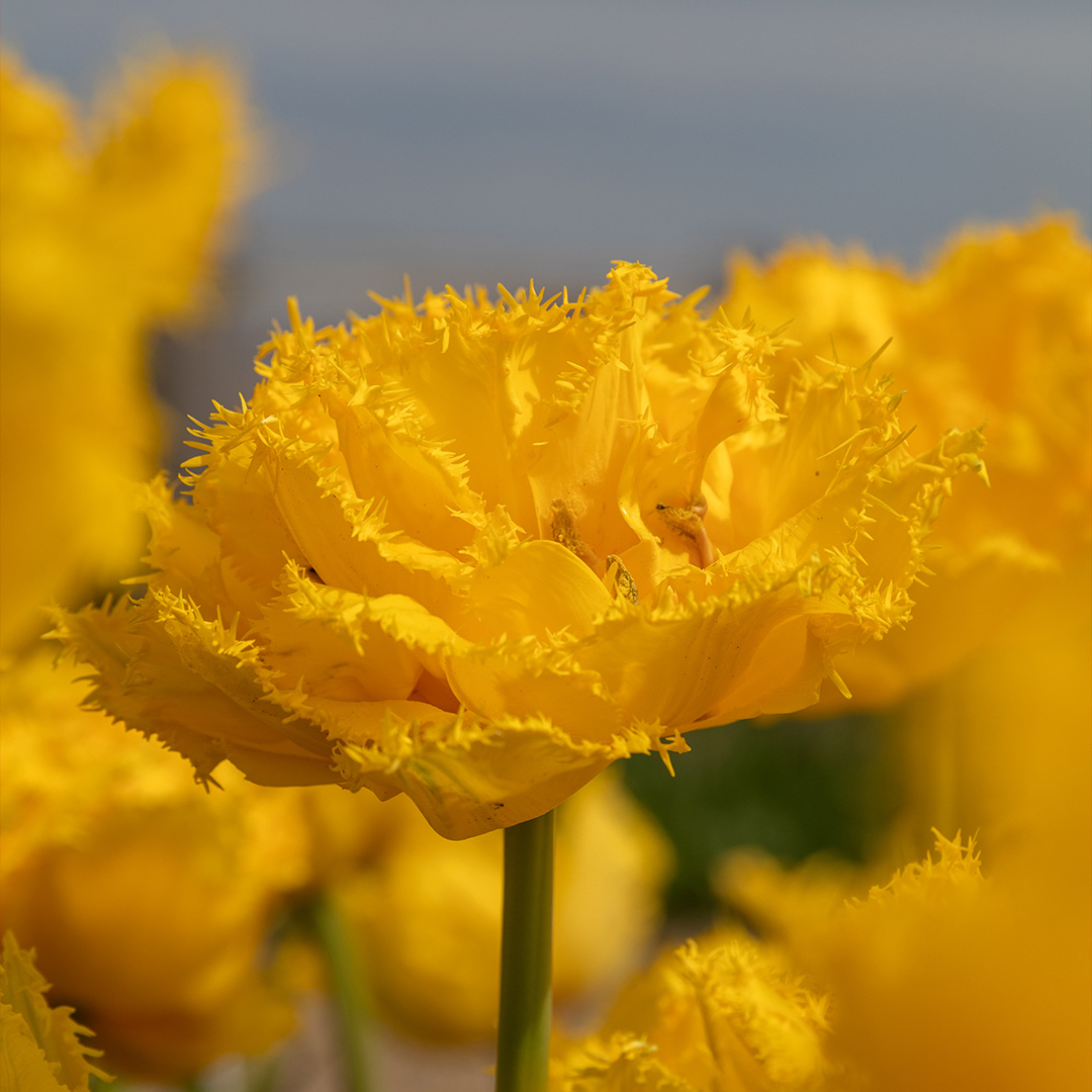 Tulpe Mon Amour