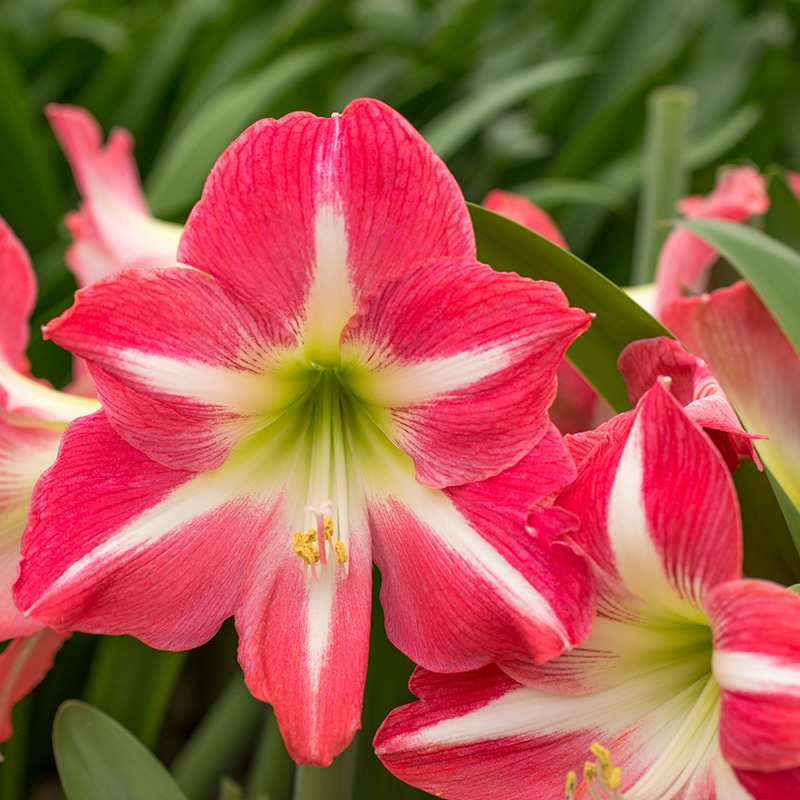 9602-hippeastrum-exposure-01