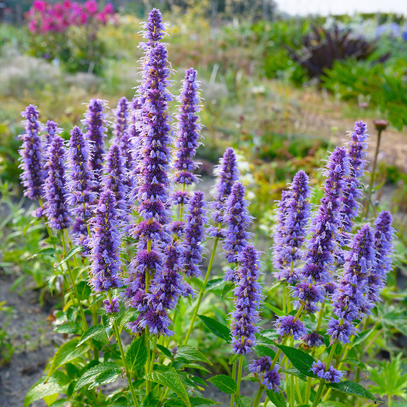 Duftnessel (Agastache) 'Blue Fortune'