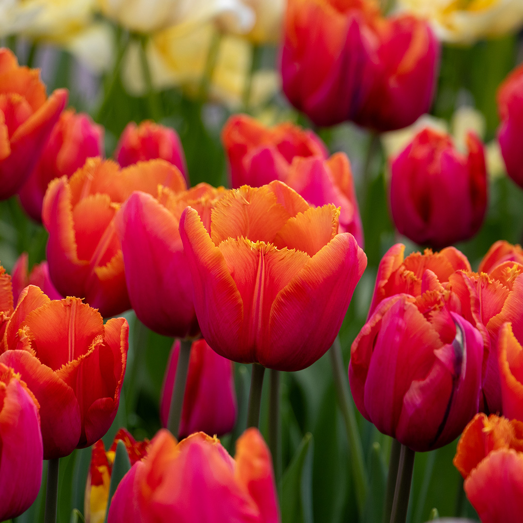 Tulpe Louvre Orange