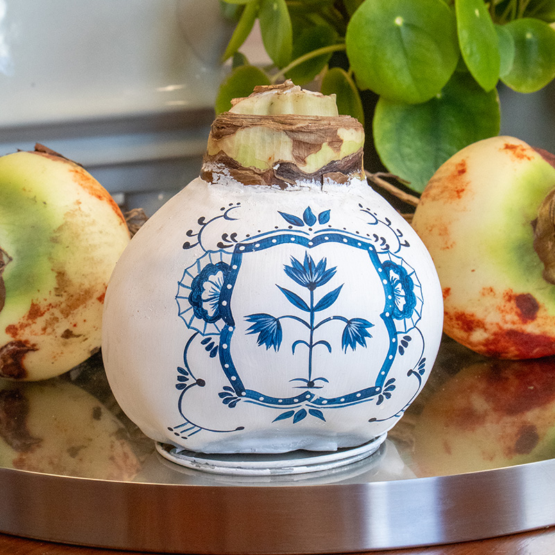 Amaryllis in Wachs XXL Delfter Blau Dutch Tile