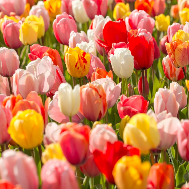 Großpackung Tulpe Darwin Hybrid Mix