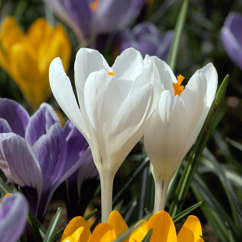 Krokusse Jeanne d'Arc