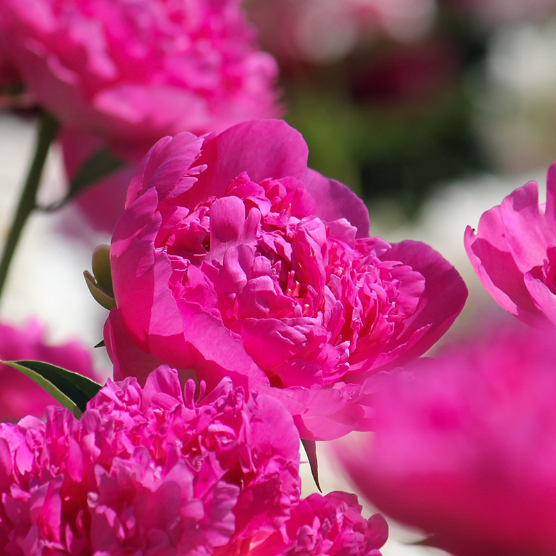 Pfingstrose 'Pink Panther' 
