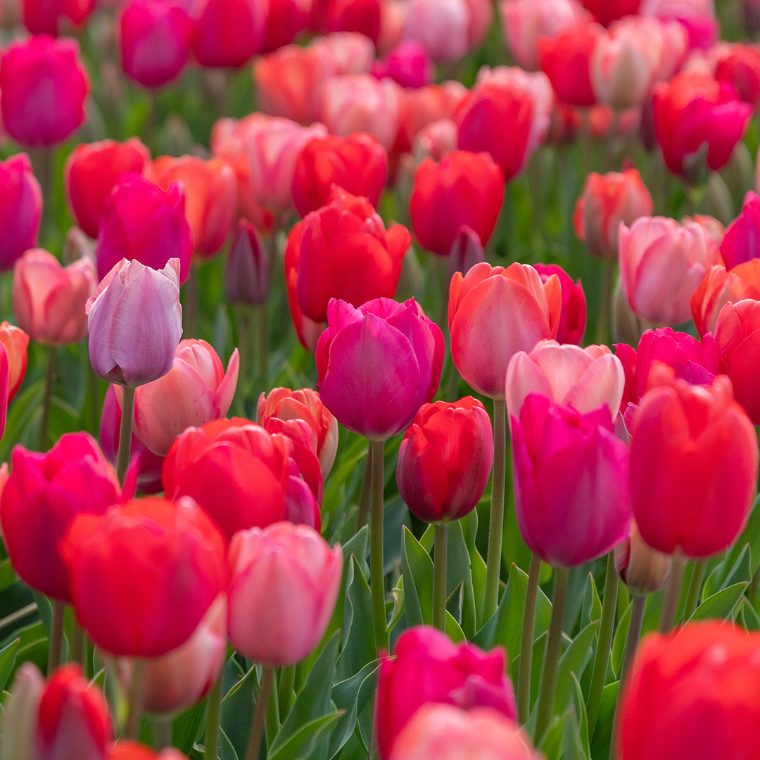 Tulpenmischung "Van Eijk"