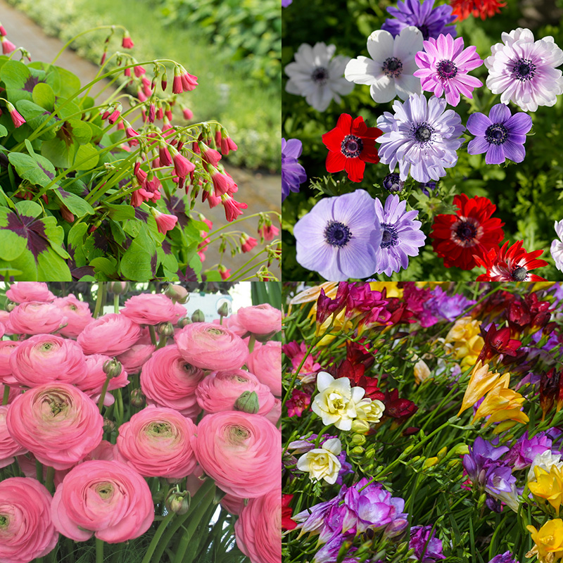 Blumenzwiebel Mischung "Bunter Sommergarten"