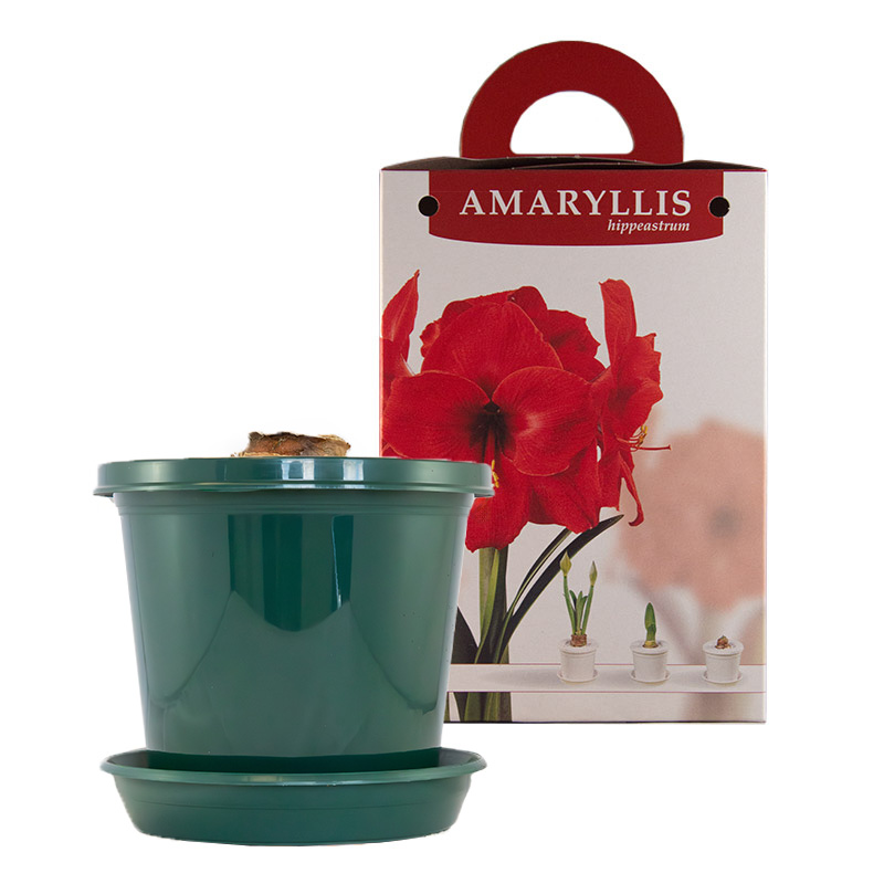 Amaryllis Red Lion im Zuchttopf in Geschenkbox