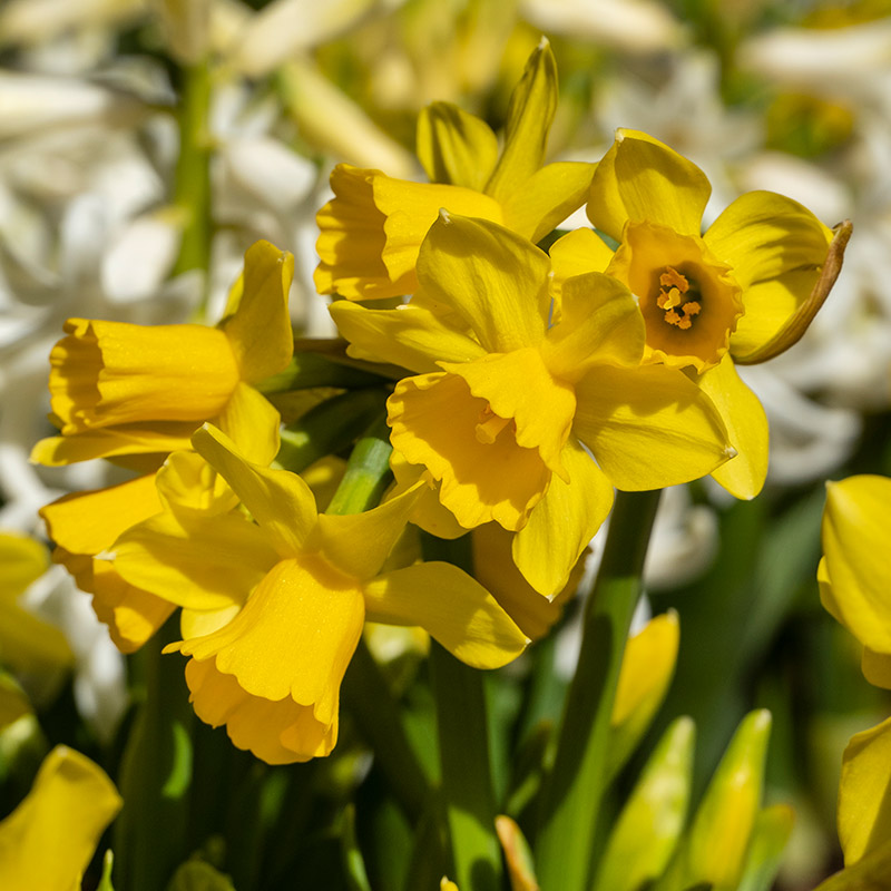 3090-Narcissus-Tete-a-Tete