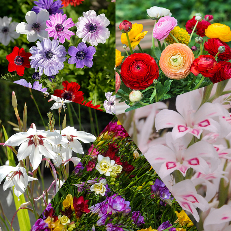 Blumenzwiebel Mischung "Fröhlicher Sommer"