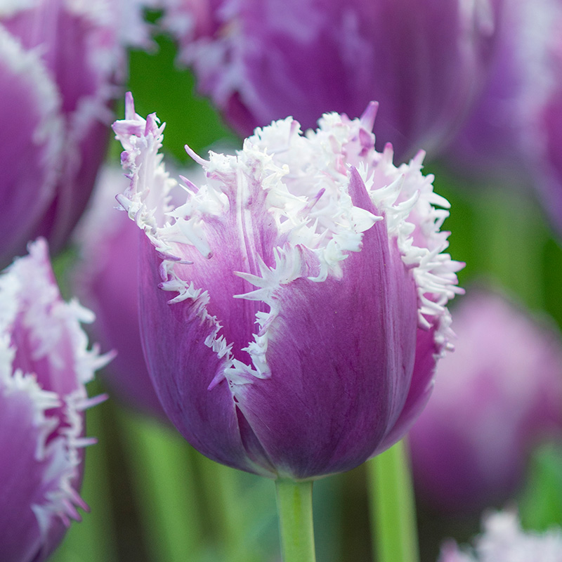 Tulpe Cummins