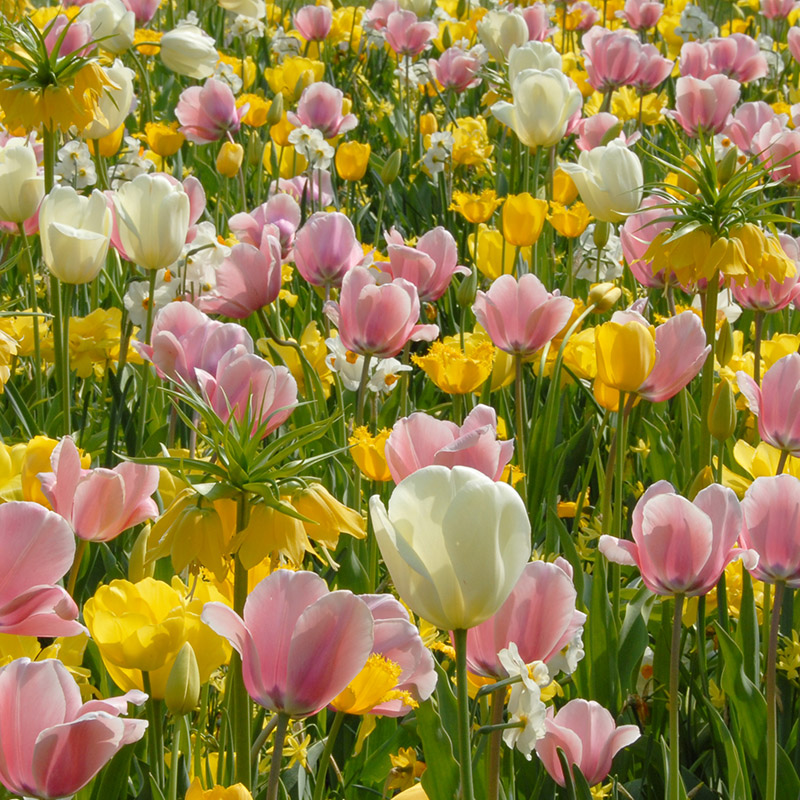 Blumenzwiebel Paket Spring Cocktail