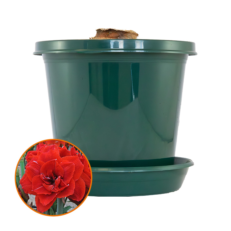 Amaryllis Cherry Nymph im zuchttopf in Geschenkbox