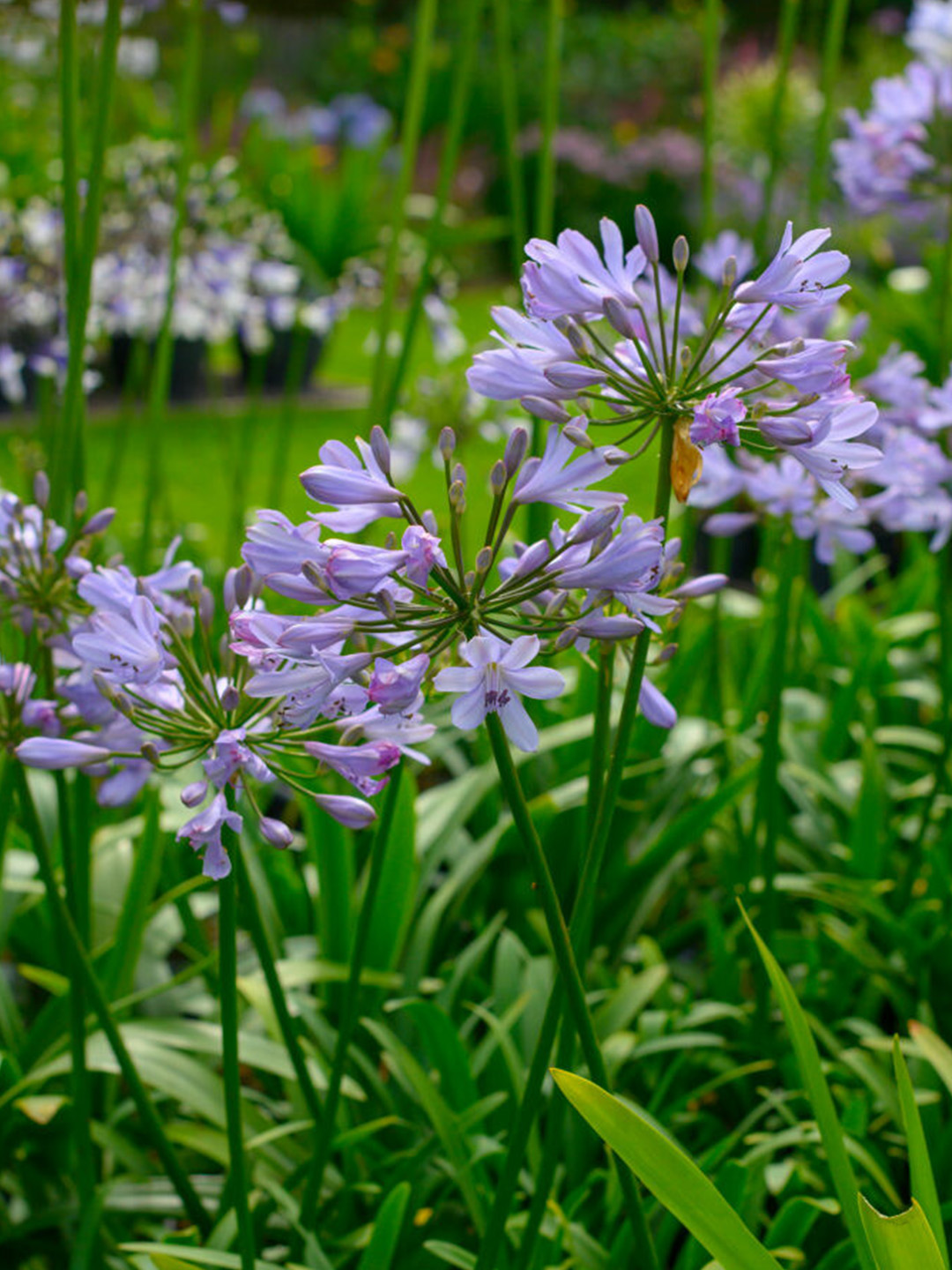 Agapanthus Lilac Flash Agapanthus Lilac Flash