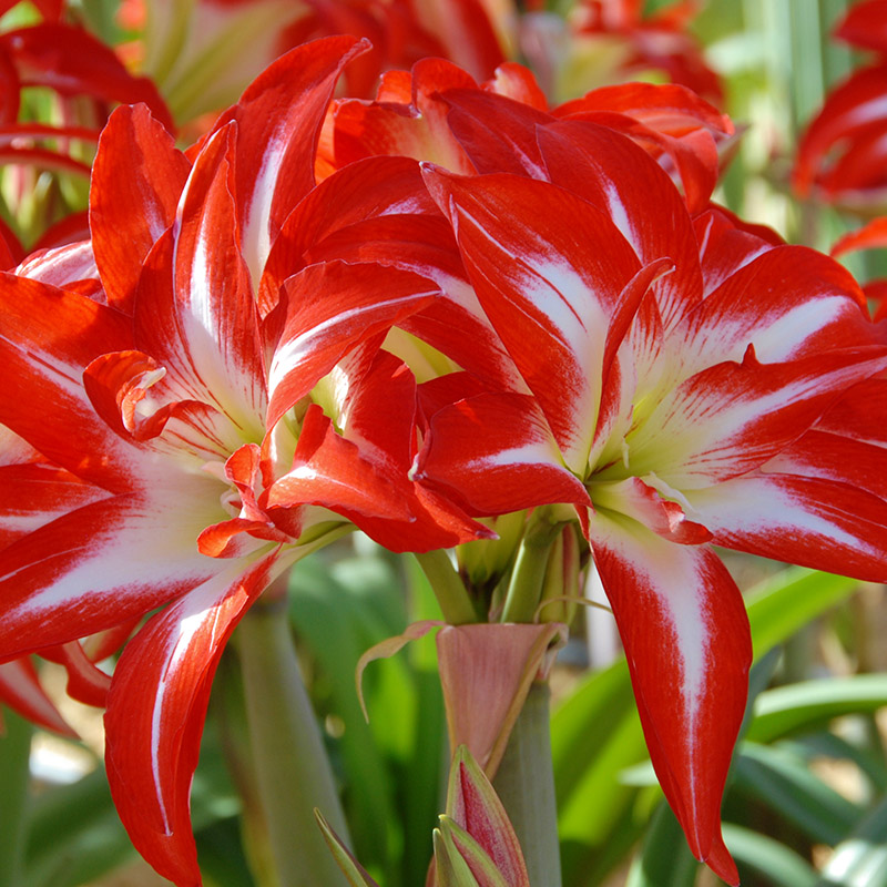 amaryllis-splash