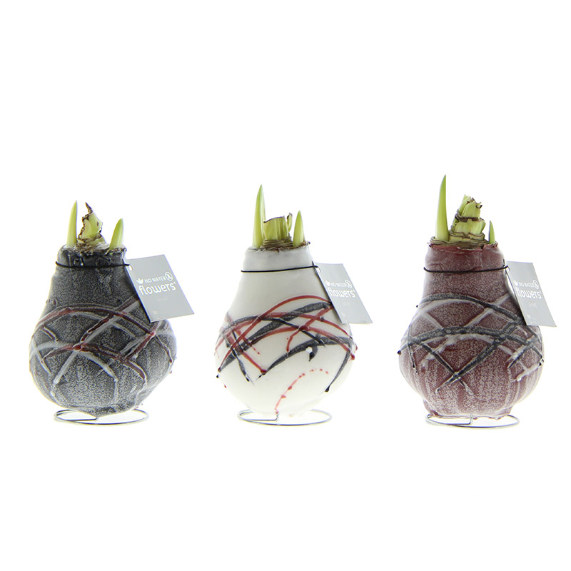 9009865-Wax-Amaryllis-Collectie-Van-Gogh