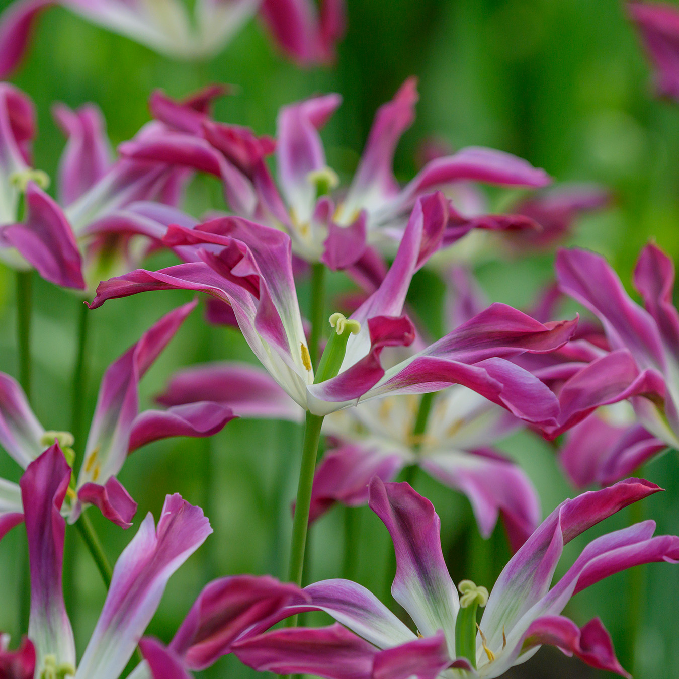 Tulpe Purple Dance 