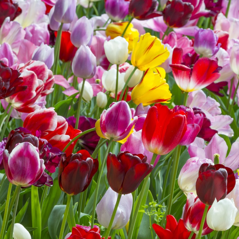 Tulpe Triumph Mischung