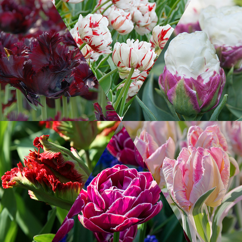 Exklusive Tulpenmischung