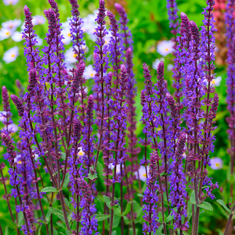 6101155-Salvia-nem-Caradonna