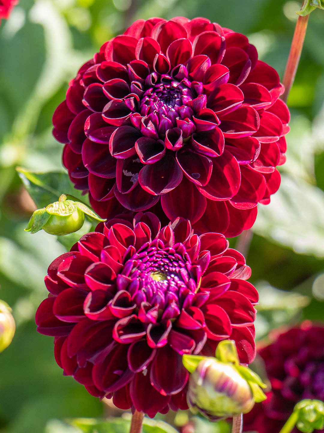 Dahlie Dark Spirit