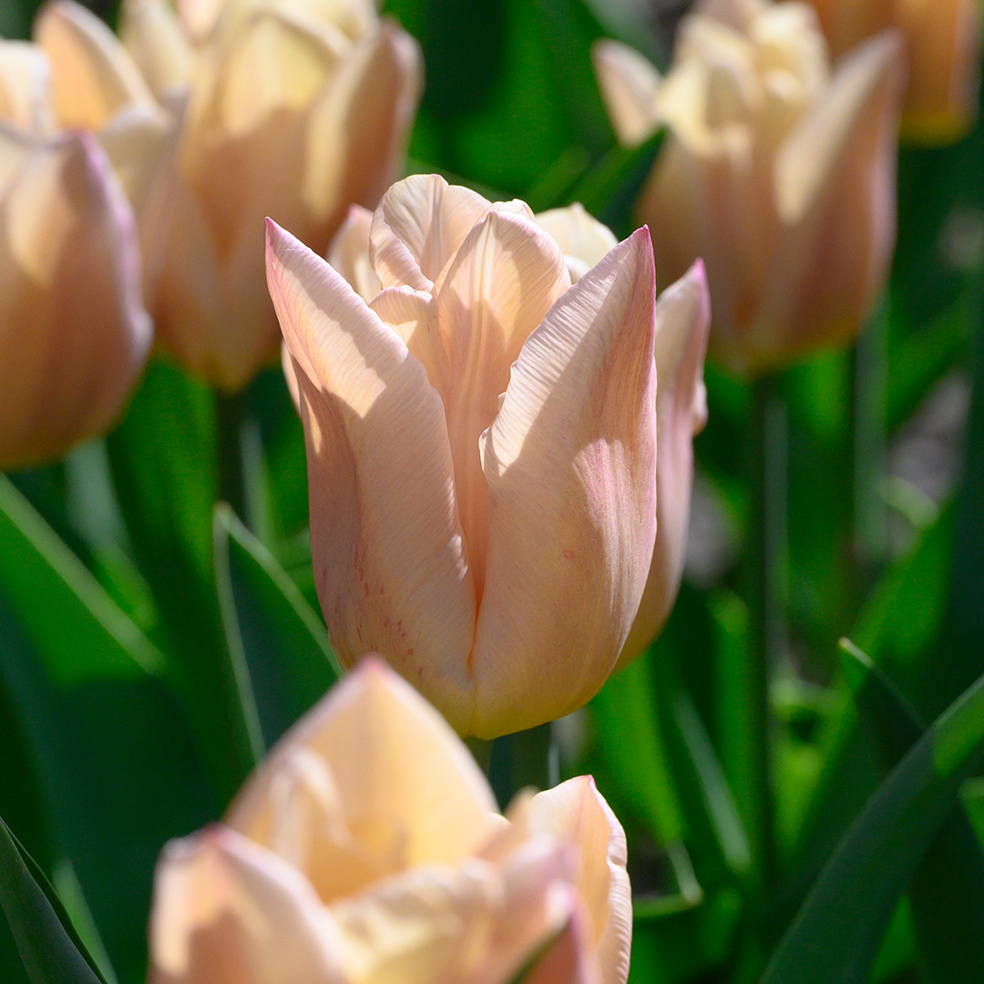 Tulpe Apricot Copex®