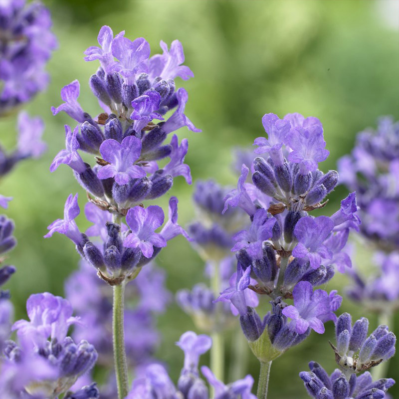 Lavendel (Lavandula ang.) 'Munstead'